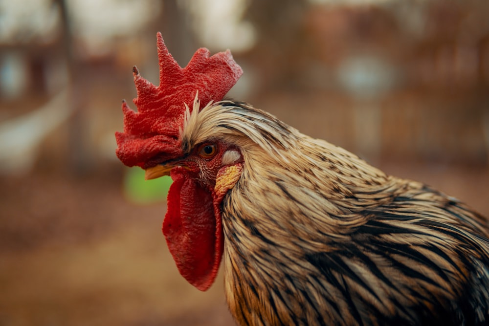 close-up photography of white and black asil rooster