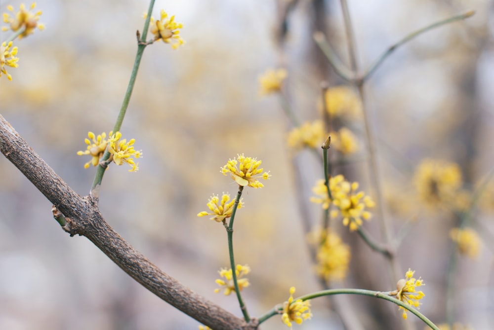 yellow petaled flowers