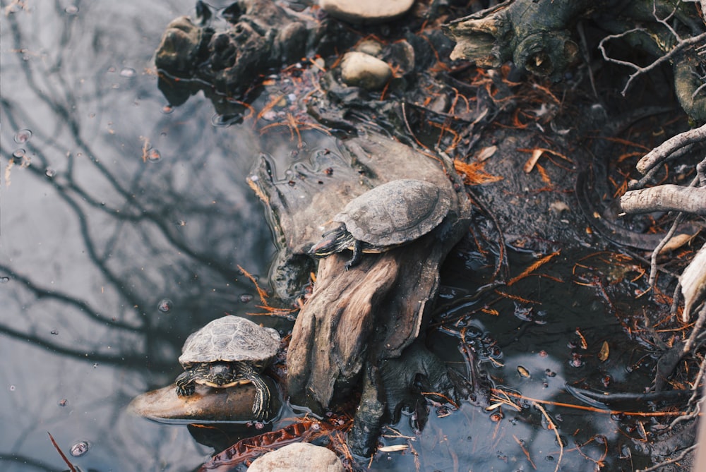 black turtle on tree log