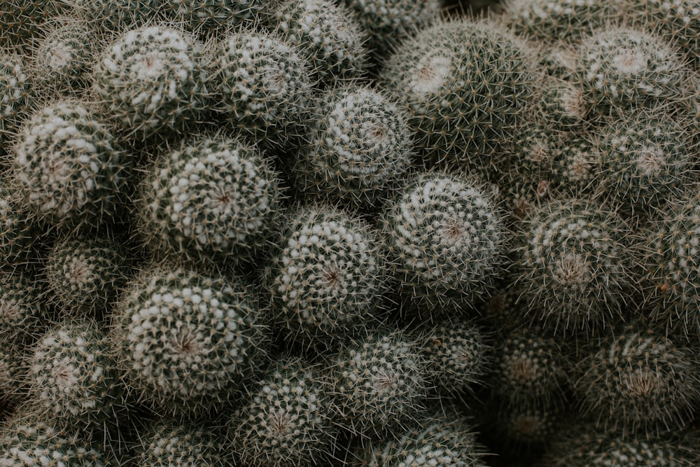 green cactus plant