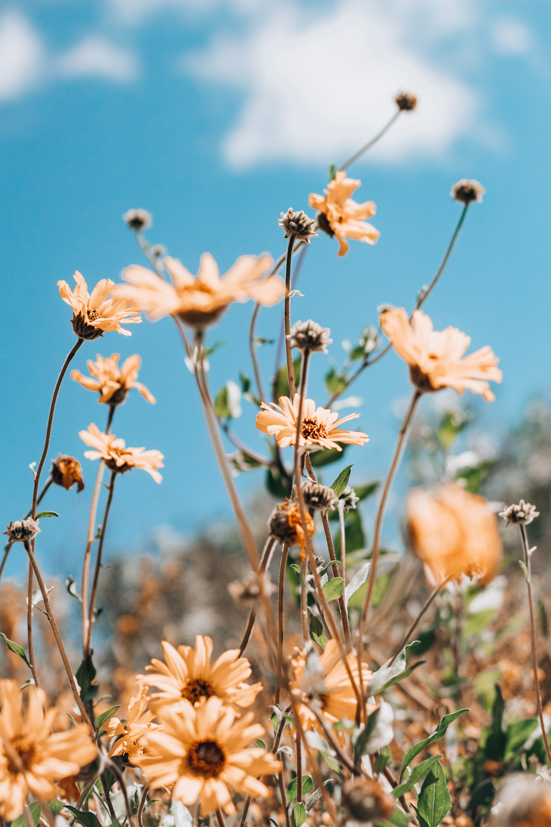 Close-up of vibrant wildflowers swaying softly in a gentle breeze under a bright, sunny sky.