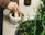 Close-up of hands using a stone mortar and pestle on a rustic wooden table