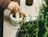 Close-up of hands using a stone mortar and pestle on a rustic wooden table