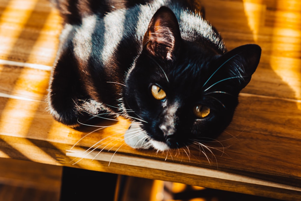 black cat on table