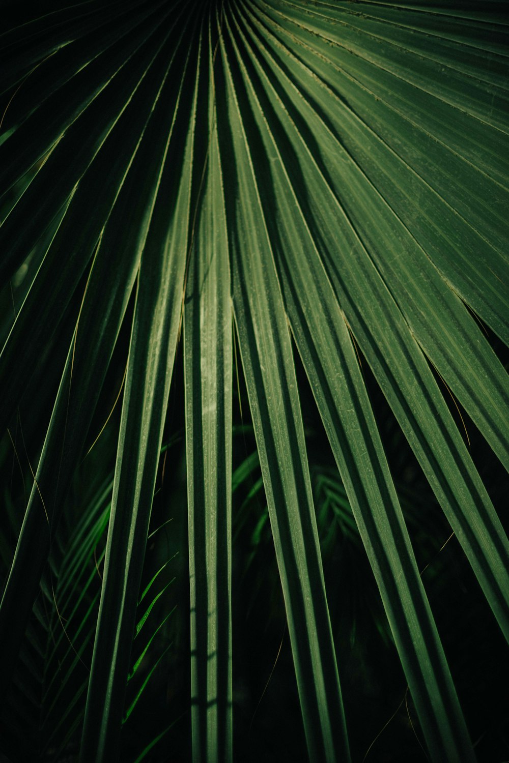 green-leafed plant