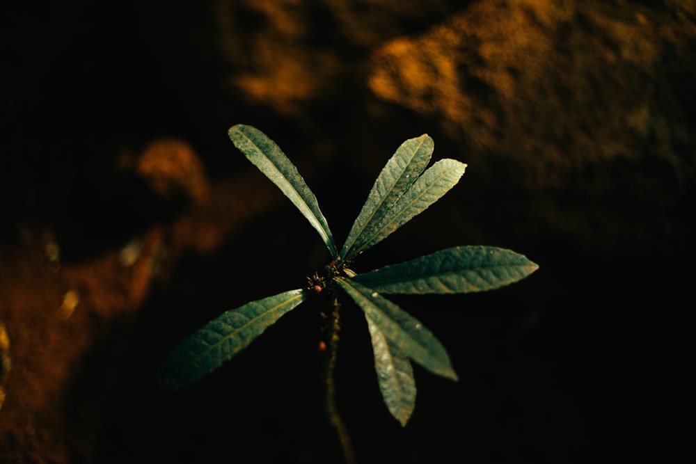 green-leafed plant close-up photography