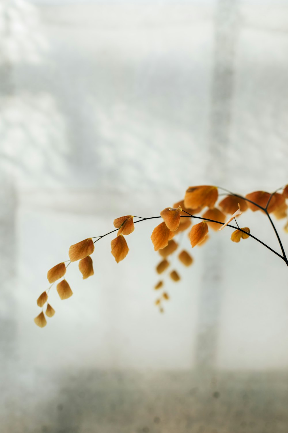 yellow-petaled flower