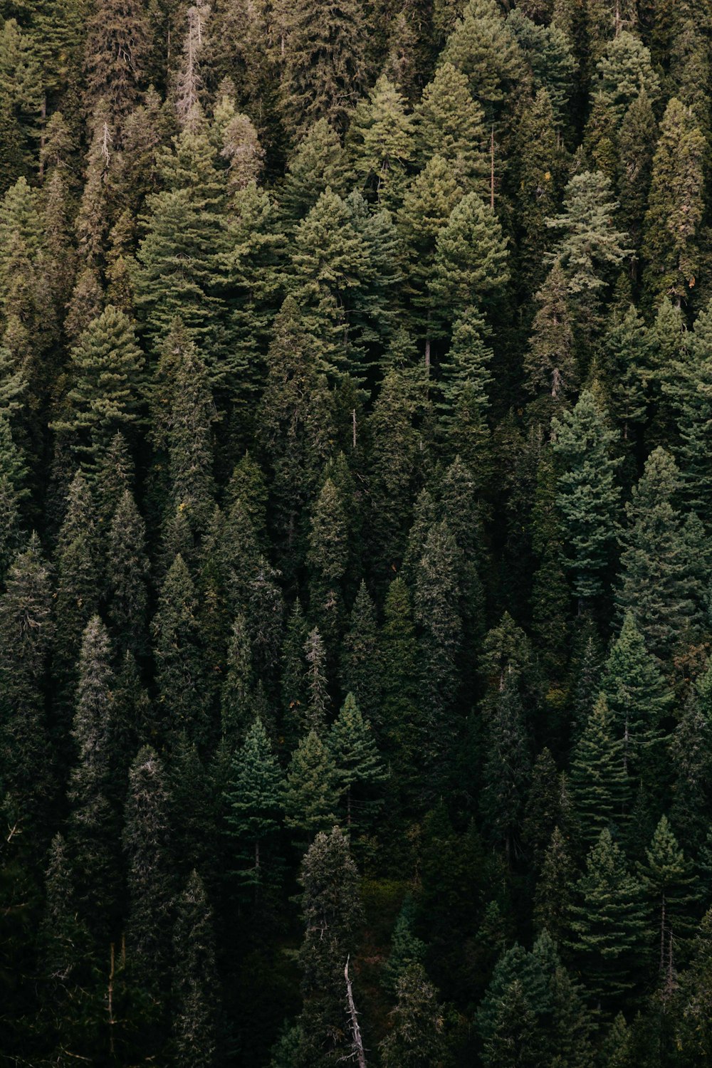 aerial photo of green pine trees in woods