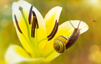 brown snail on yellow flower petal