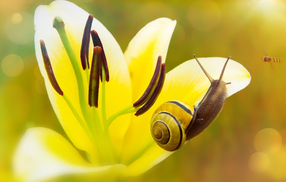 brown snail on yellow flower petal