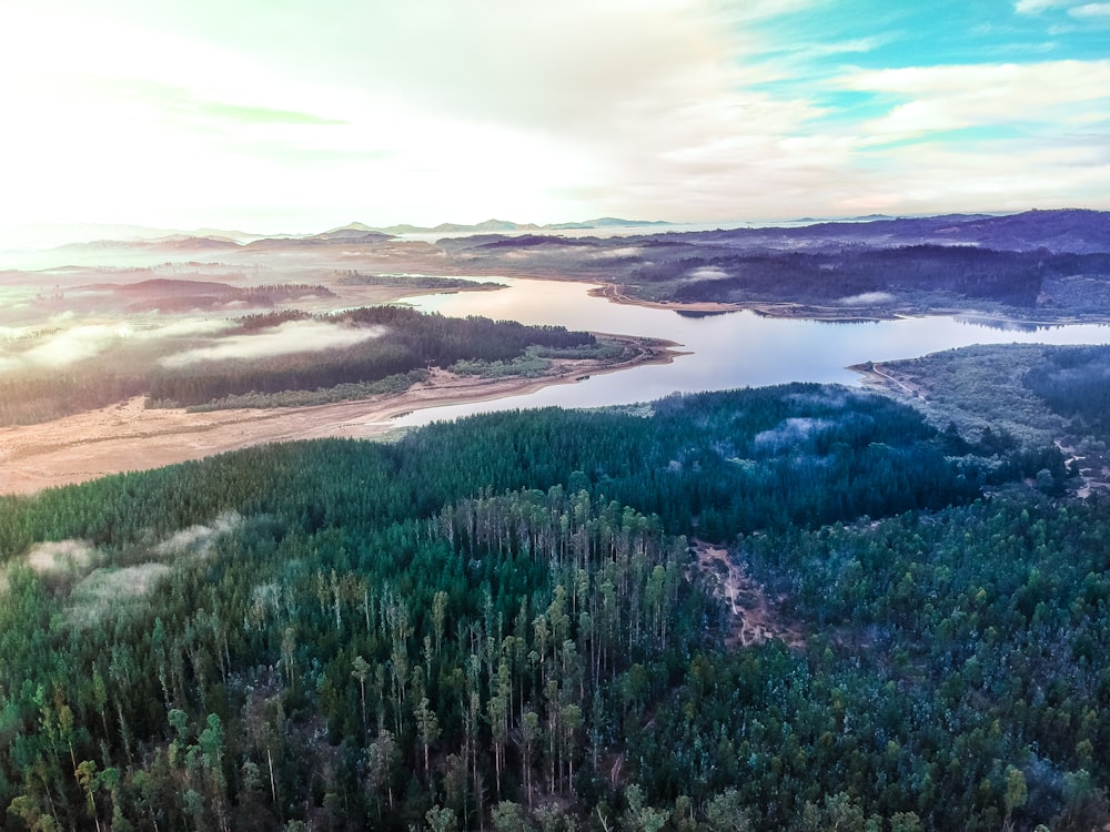 forest trees