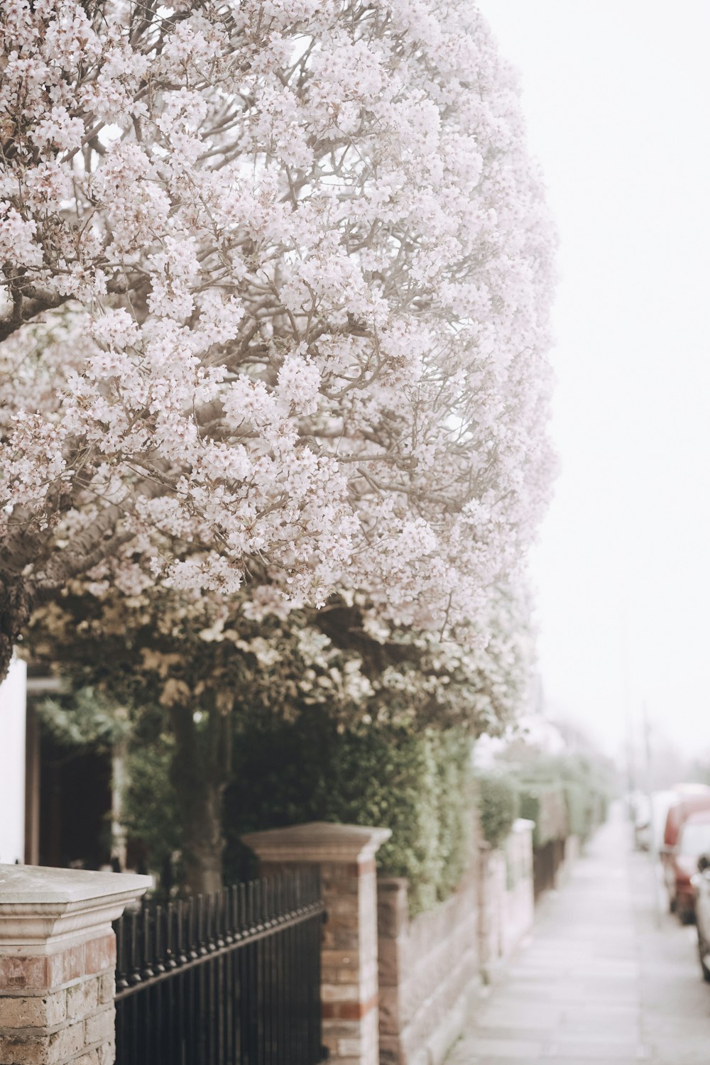 full bloom cherry blossoms tree