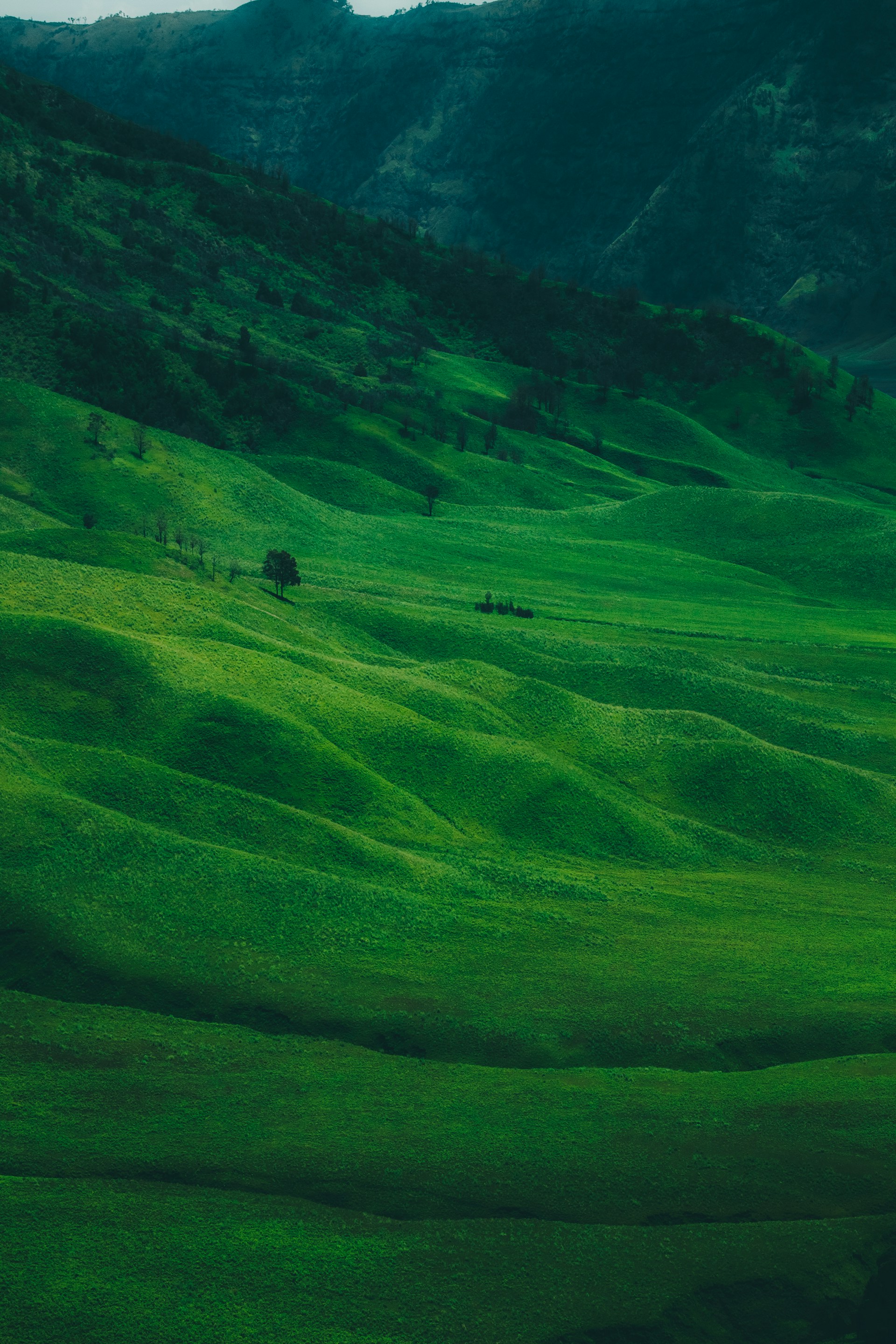 green grass field