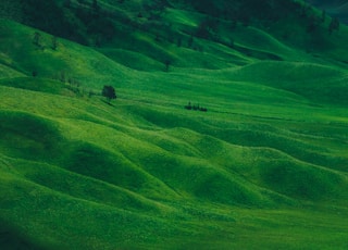 green grass field