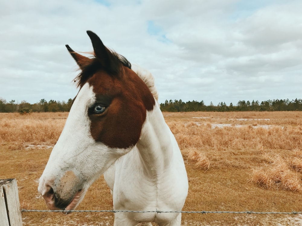 white and brown horse