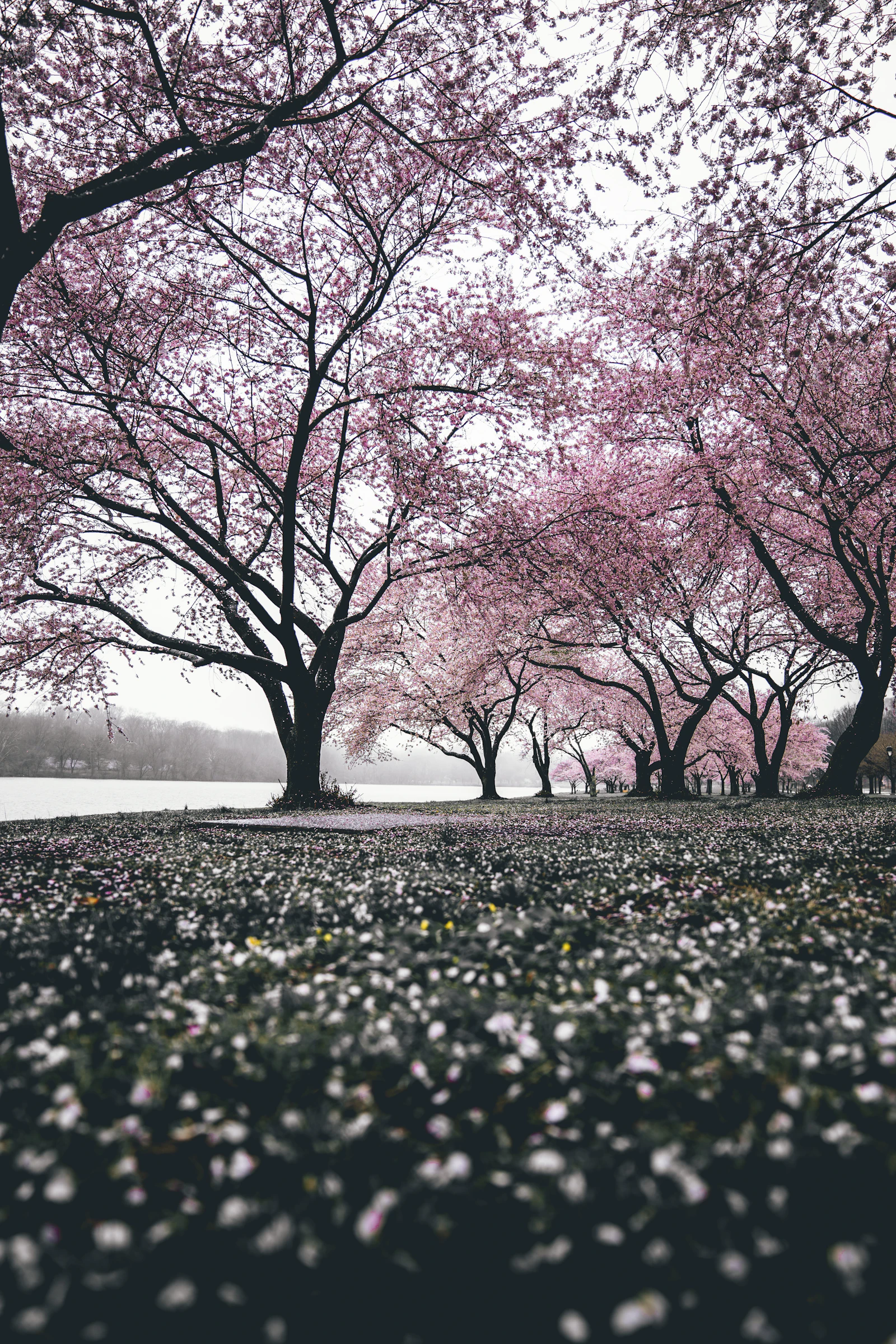 Cherry blossom branches framing a pagoda with Mount Fuji behind