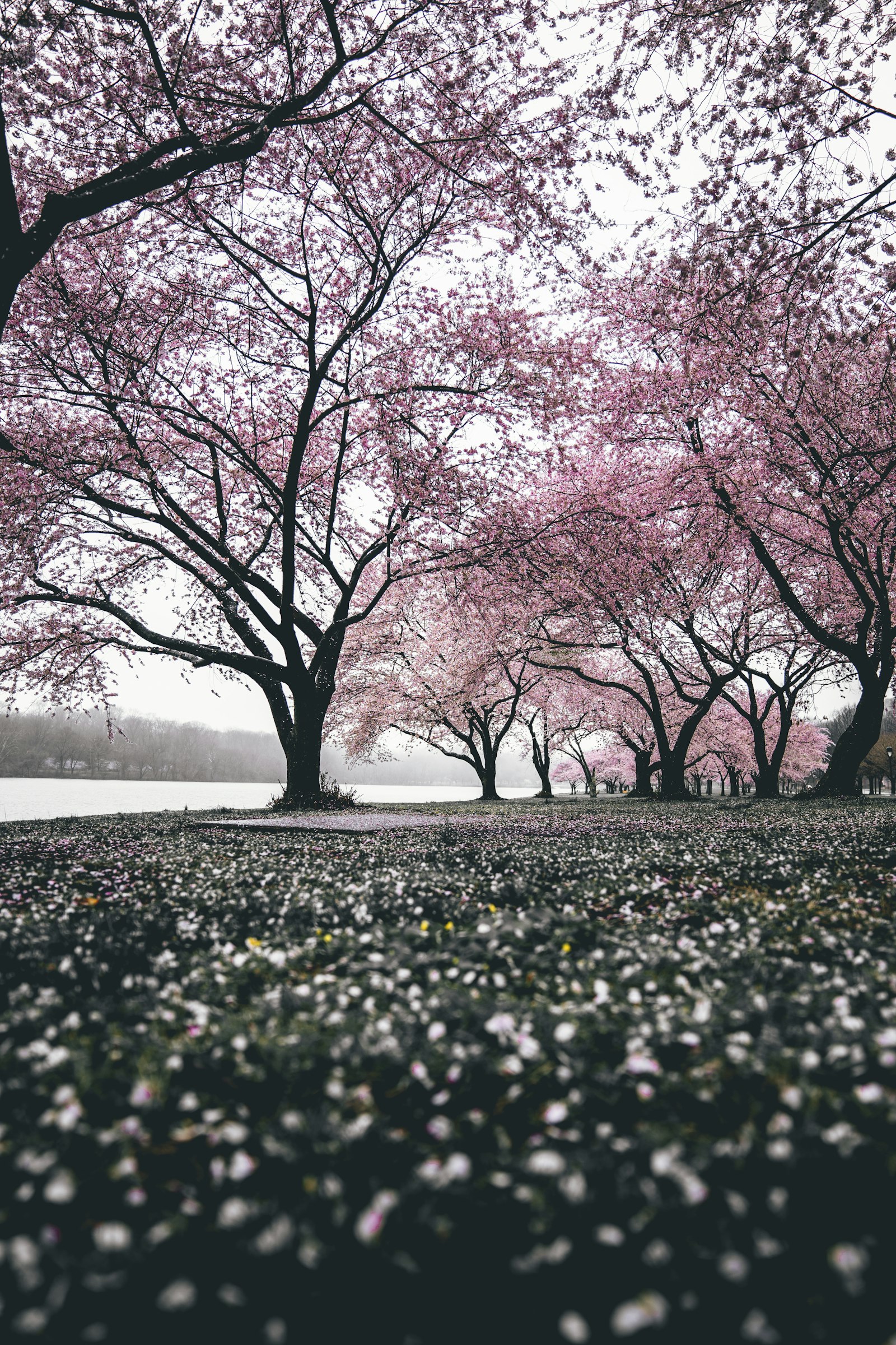 Sony a7 + Sony FE 24-70mm F2.8 GM sample photo. Cherry blossom trees photography