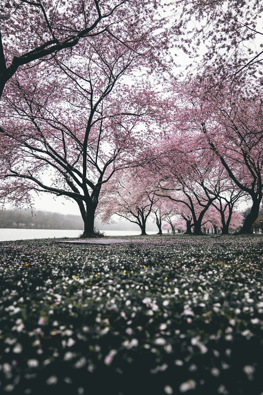 cherry blossom trees