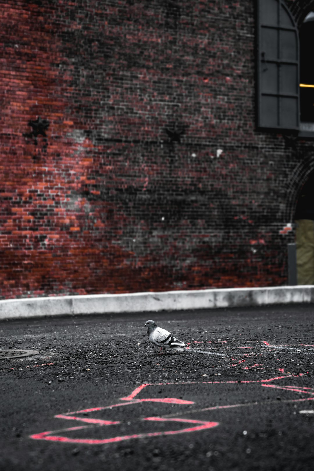 gray pigeon on gray concrete pavement