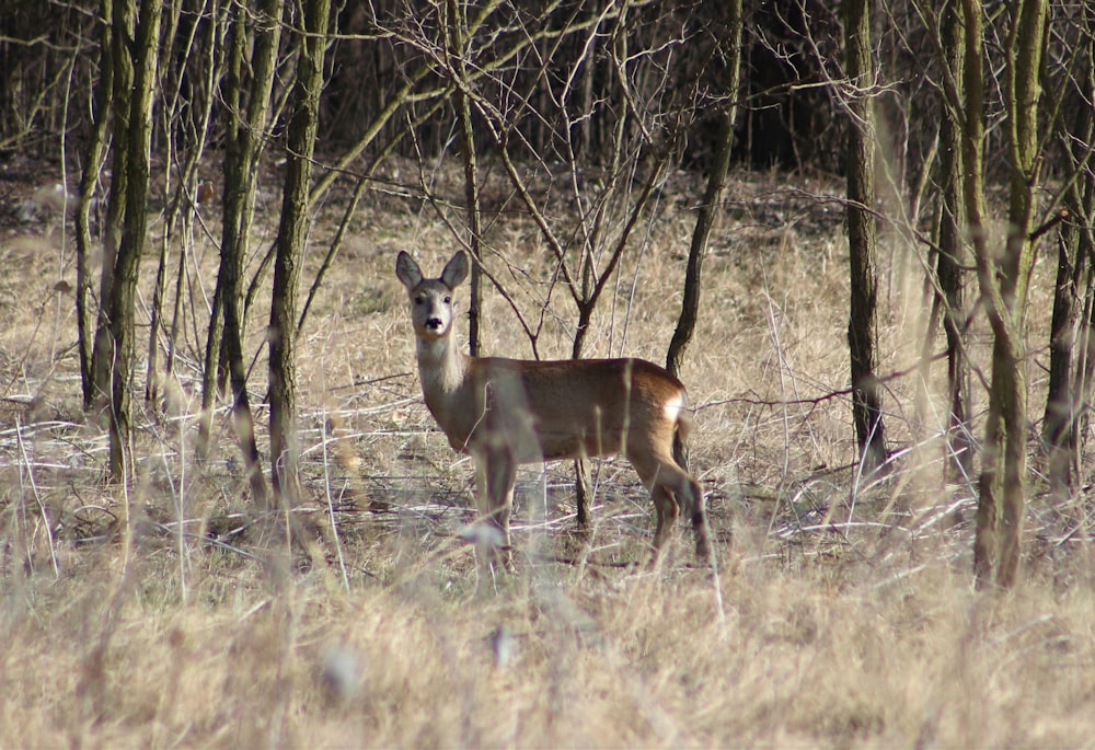 shallow focus photo of brown deer