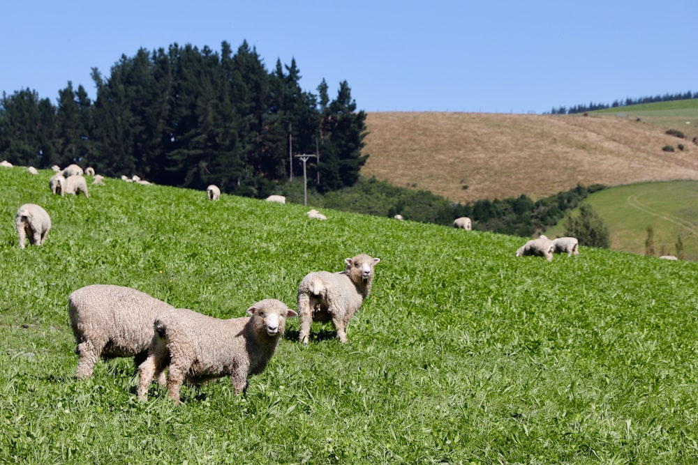 gray lambs on grass field during daytime