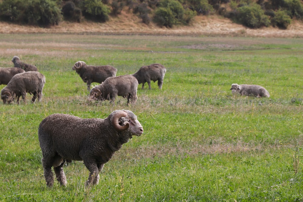 herds of sheep on green field