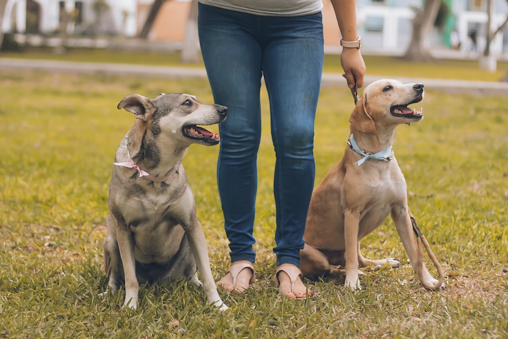 person standing between brown dogs