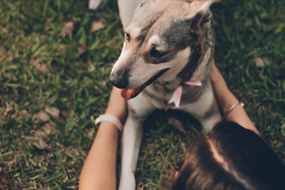 woman playing with the dog