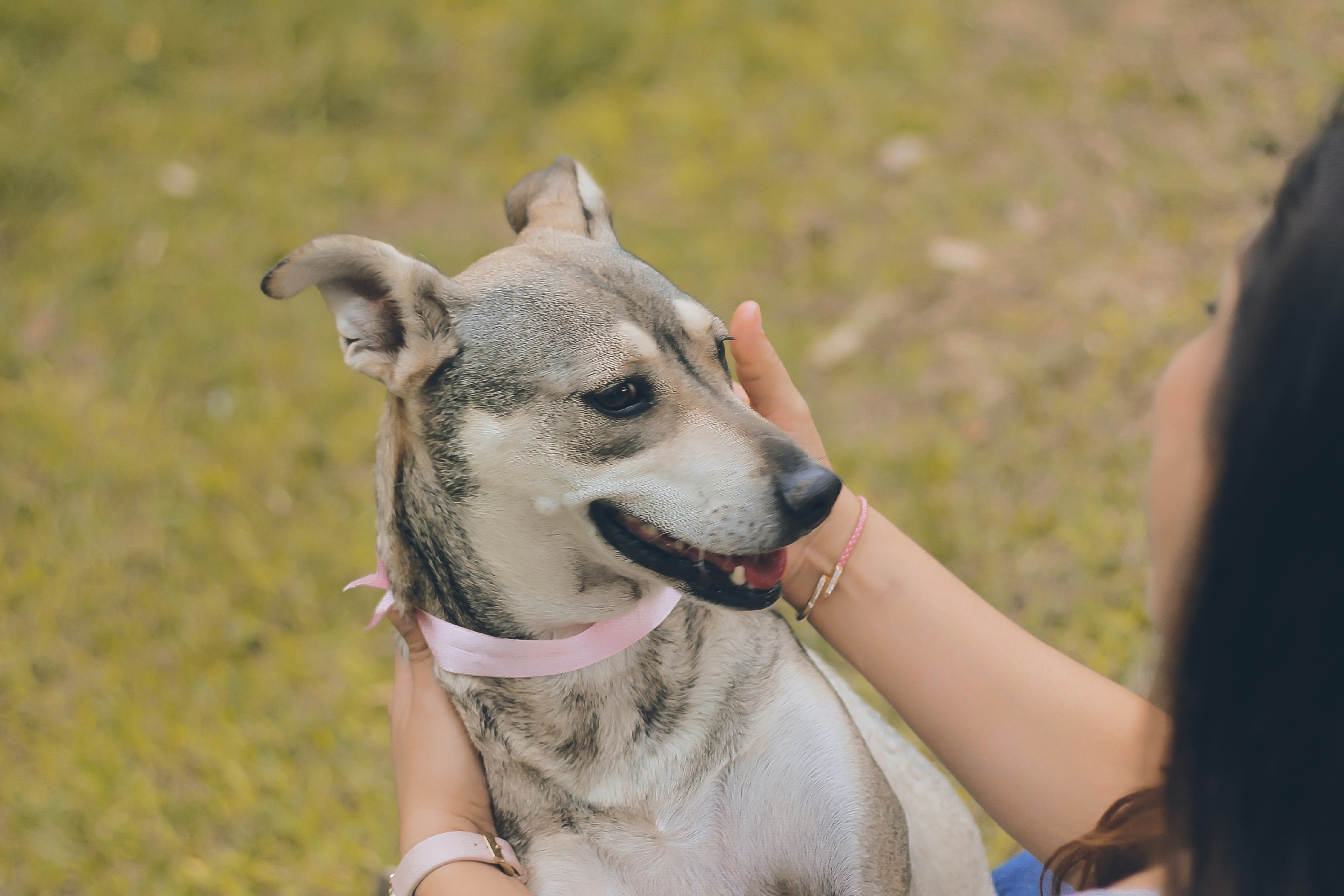 shallow focus photo of short-coated gray dog