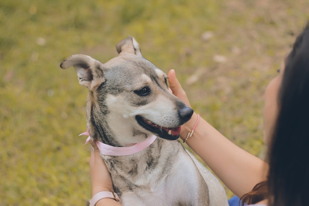 shallow focus photo of short-coated gray dog