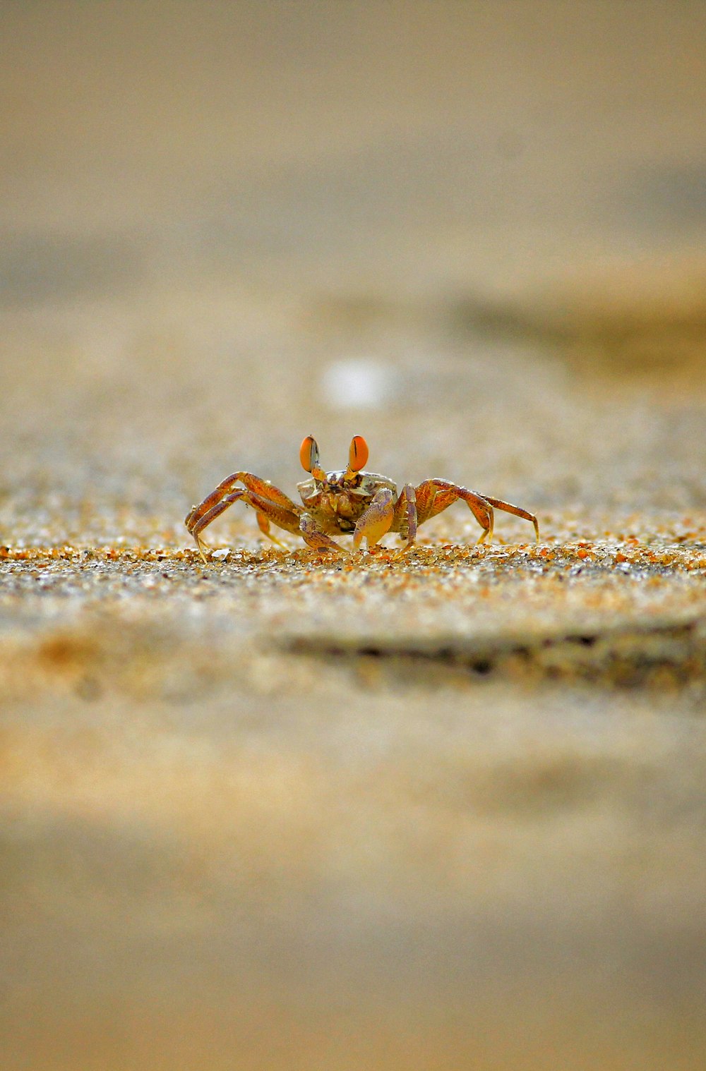 selective focus photo of spider