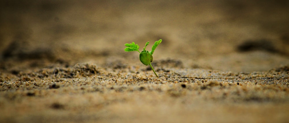 green-leafed sprout close-up photography