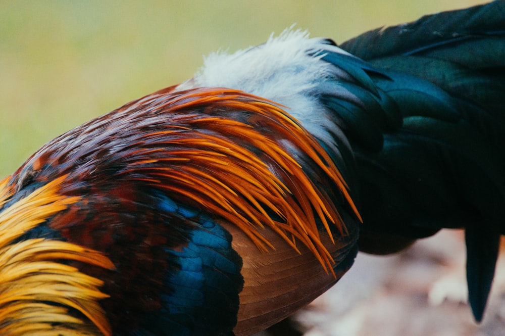 closeup photo of rooster