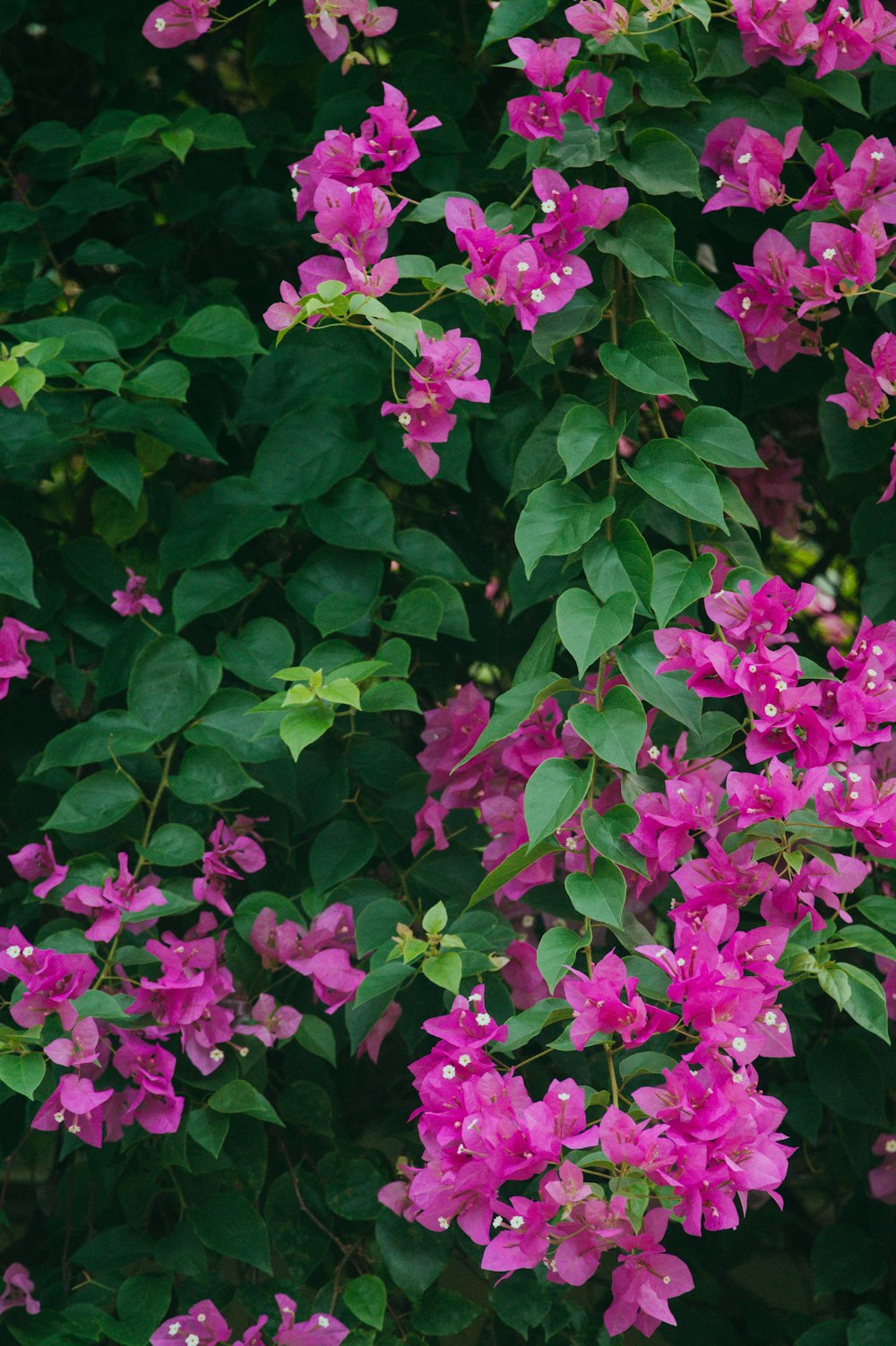 La flor de pétalos rosados florece durante el día