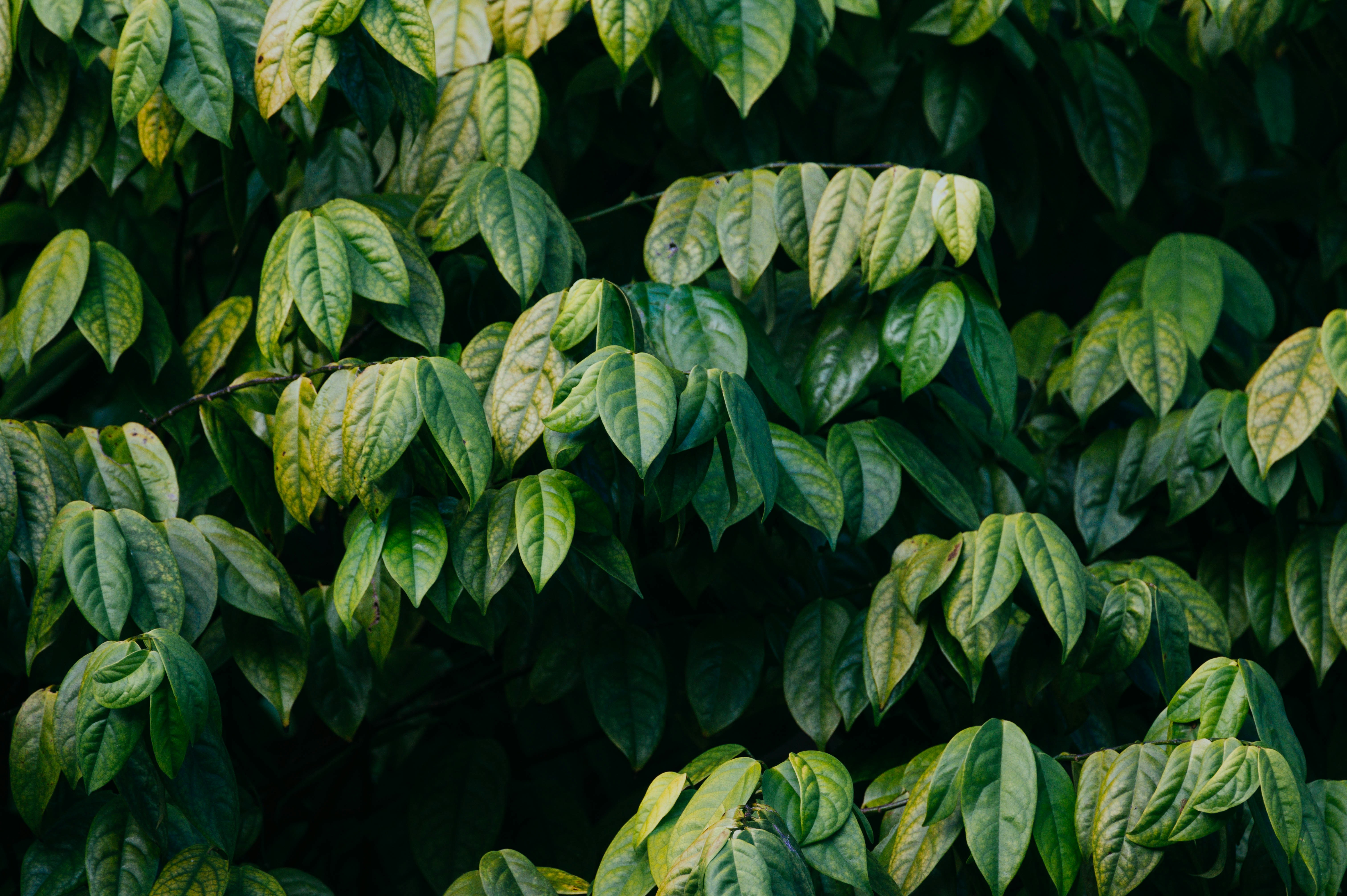 Photo by chuttersnap