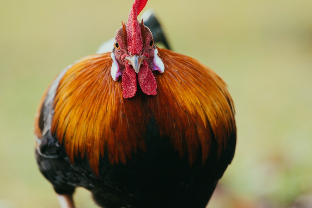 selective focus photo of rooster