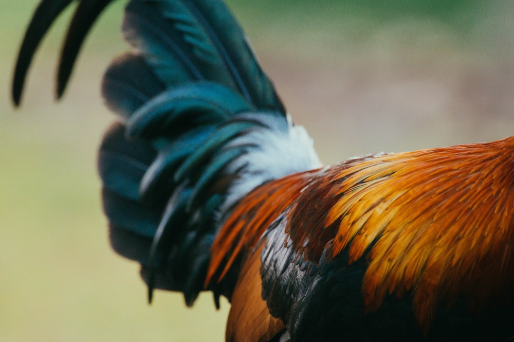 red and black rooster