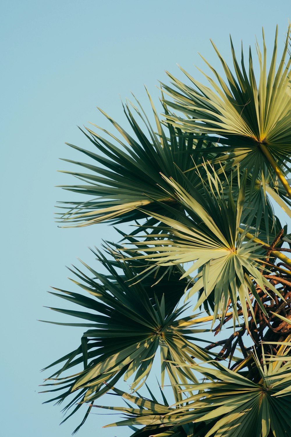 low angle photography of palm tree