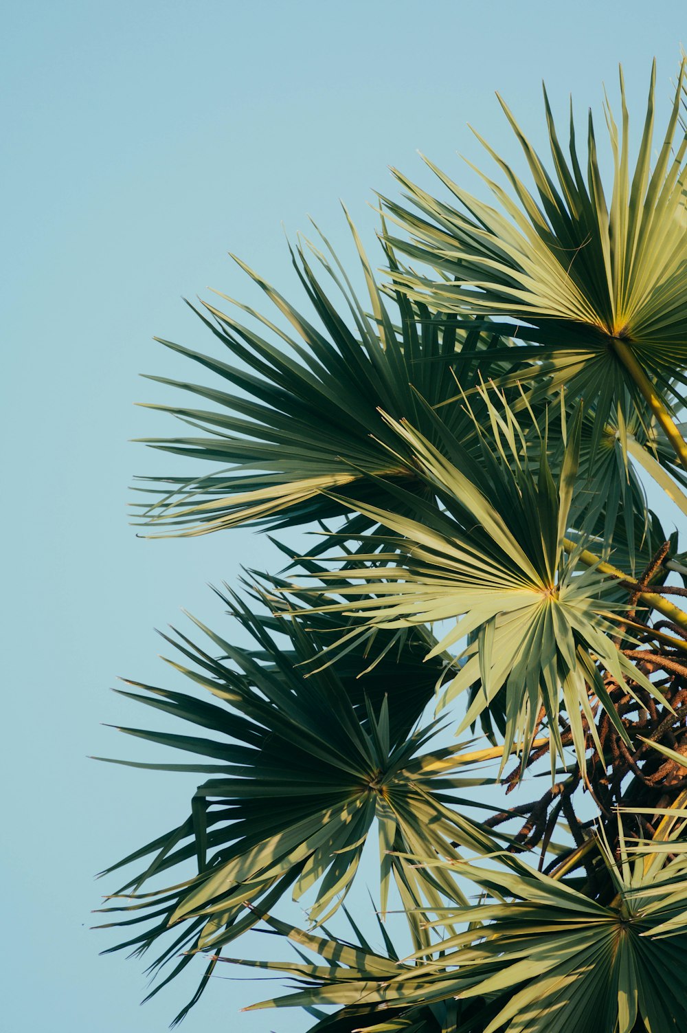 Photographie en contre-plongée de palmier