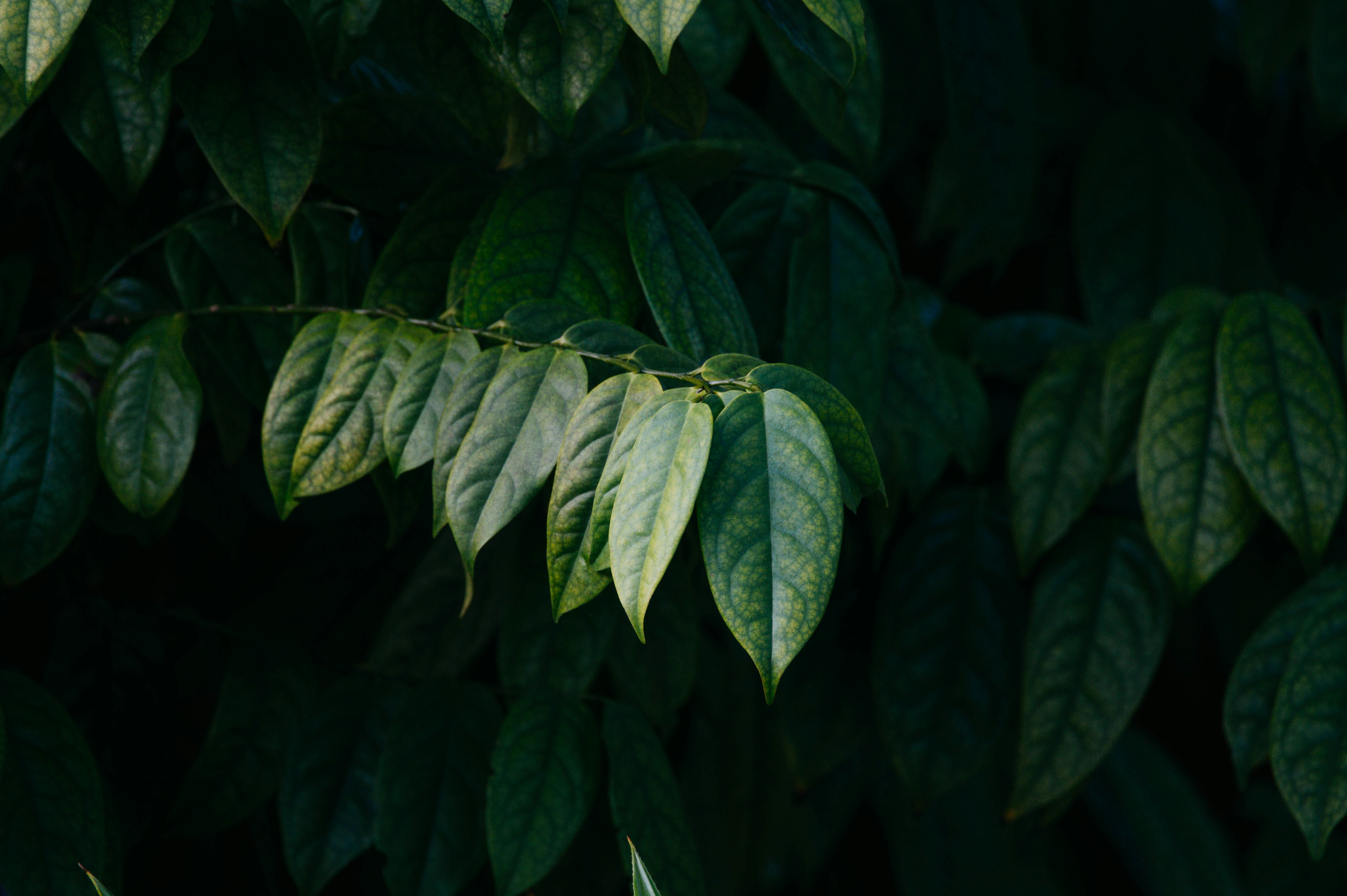 Photo by chuttersnap