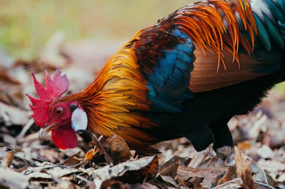 shallow focus photo of black, brown, and red rooster