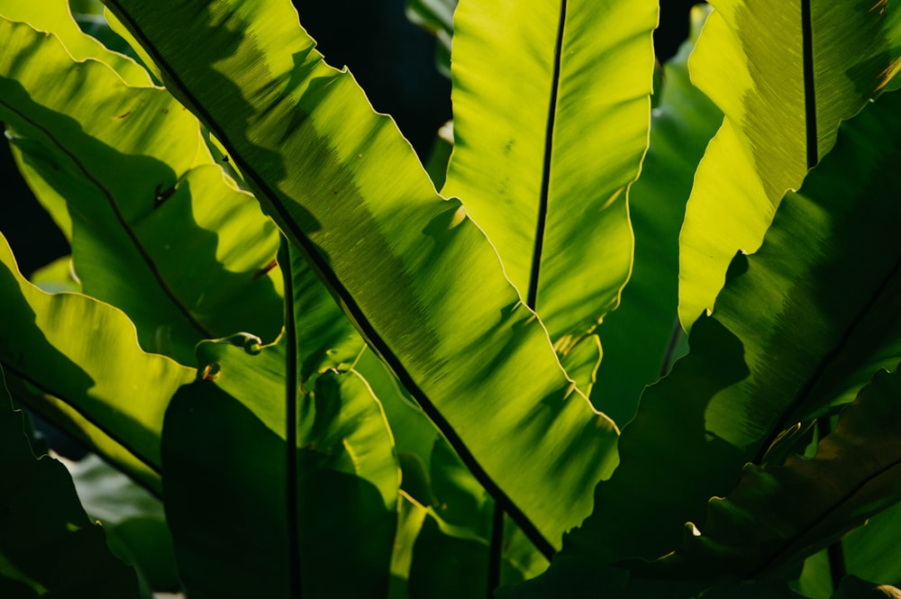 green-leafed plant