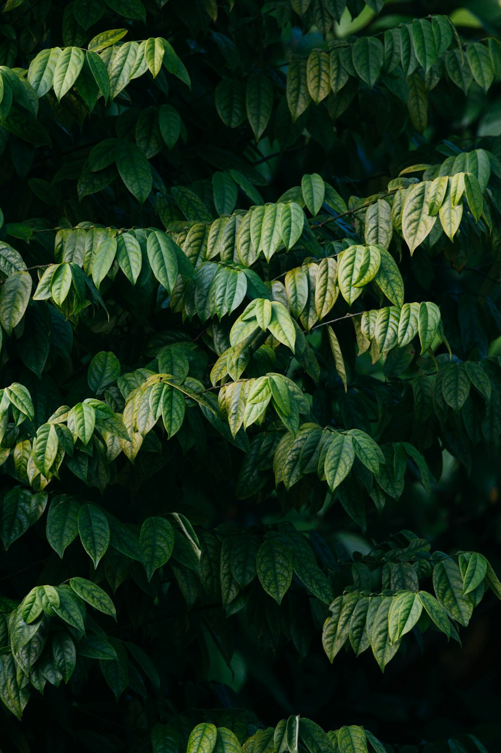 낮 동안 녹색 잎 식물의 선택적 초점 사진
