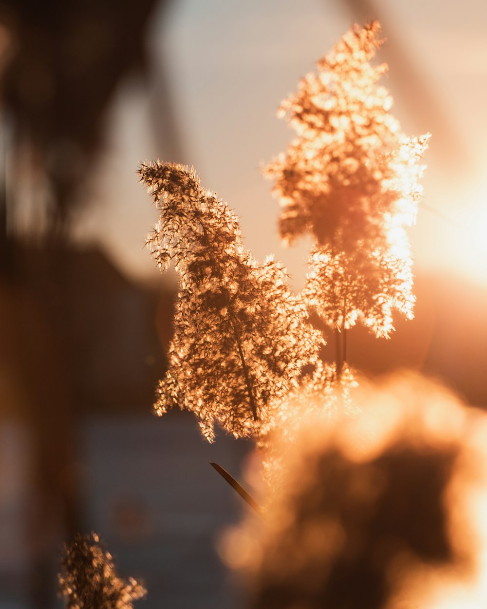 plant during golden hour