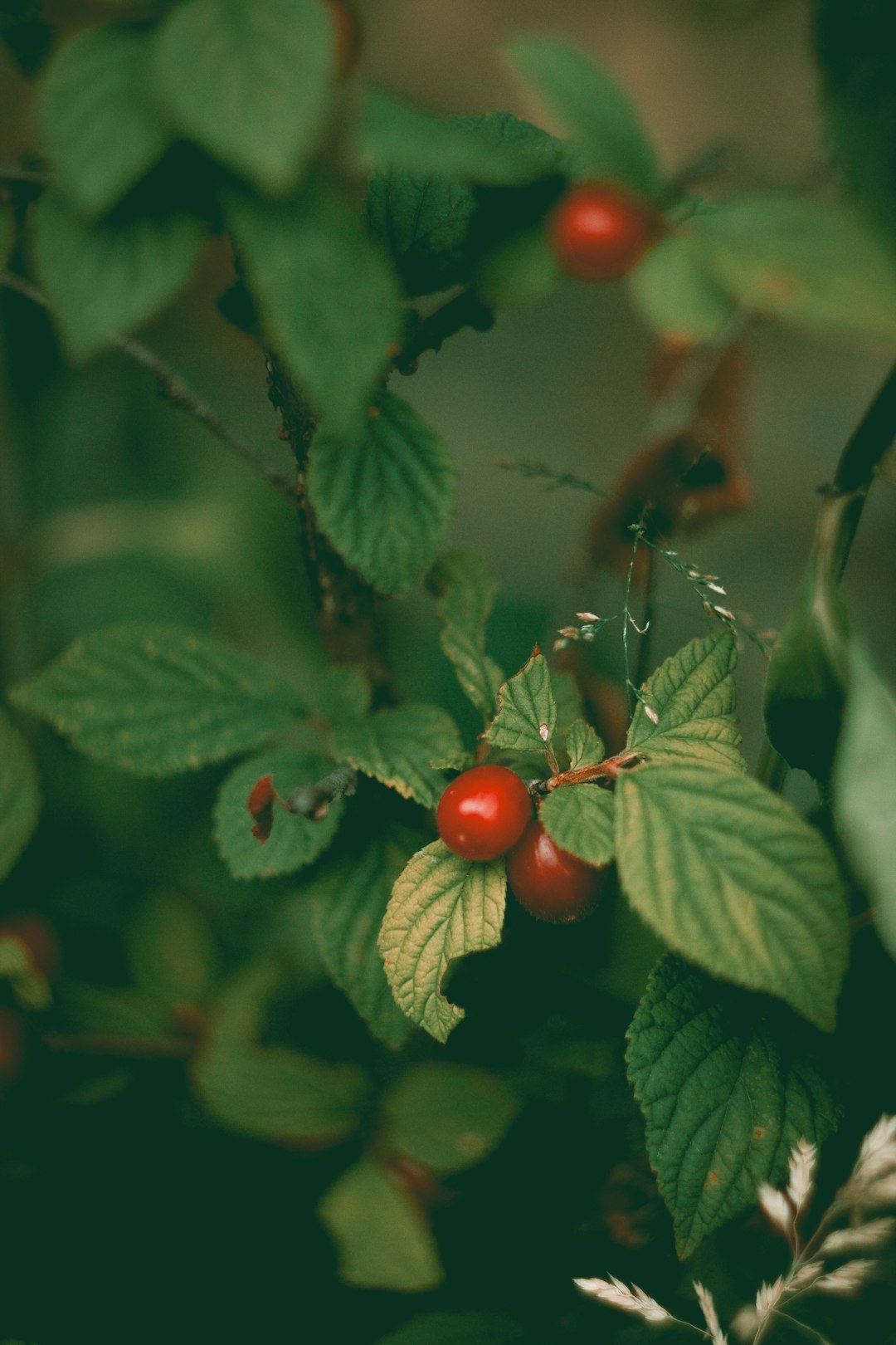 red cherries