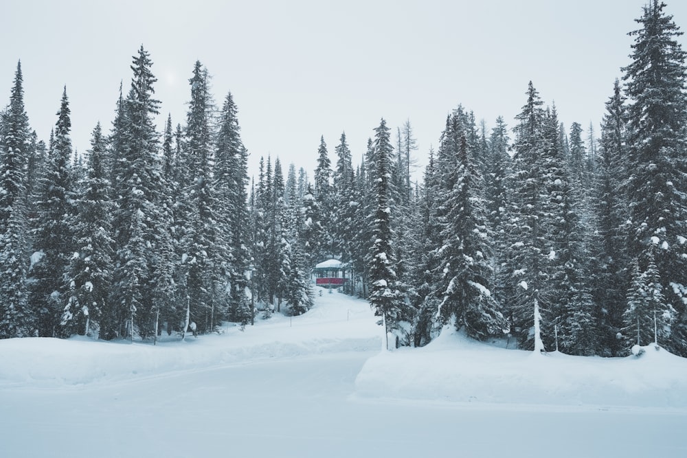 snow-covered forest