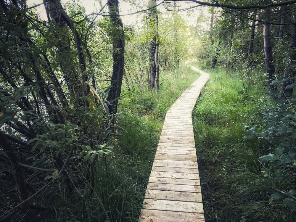 Camino marrón entre árboles y hierba