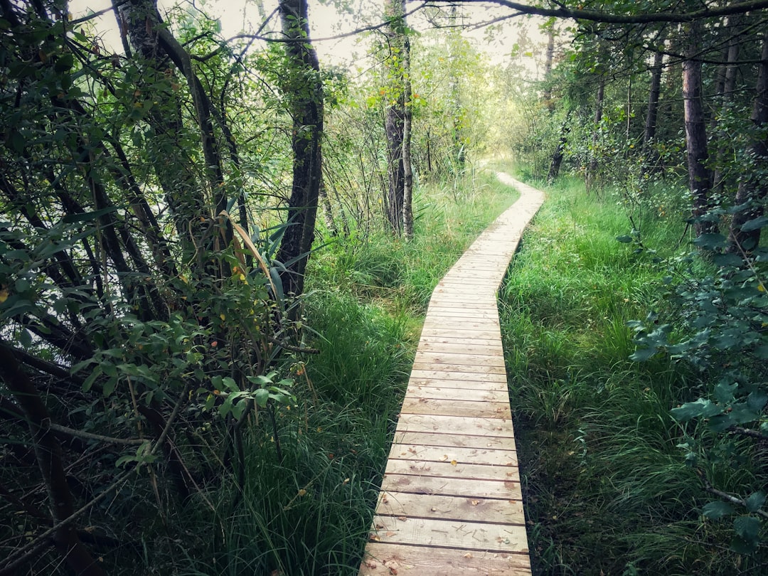 brown pathway in between trees and grass