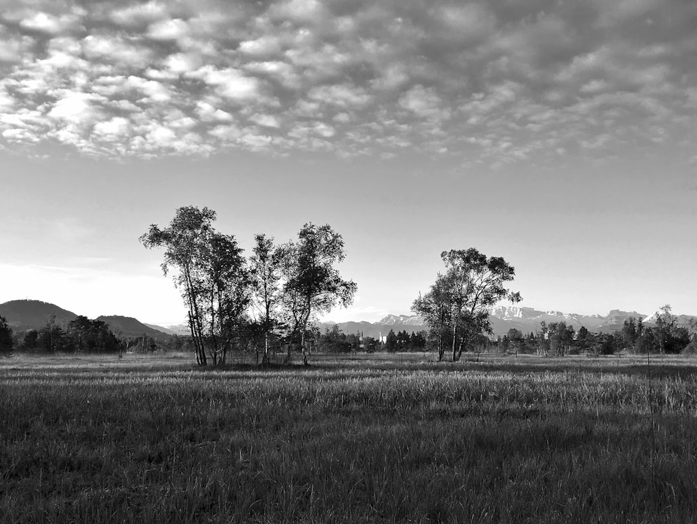 Graustufenfotografie von Bäumen und Gras