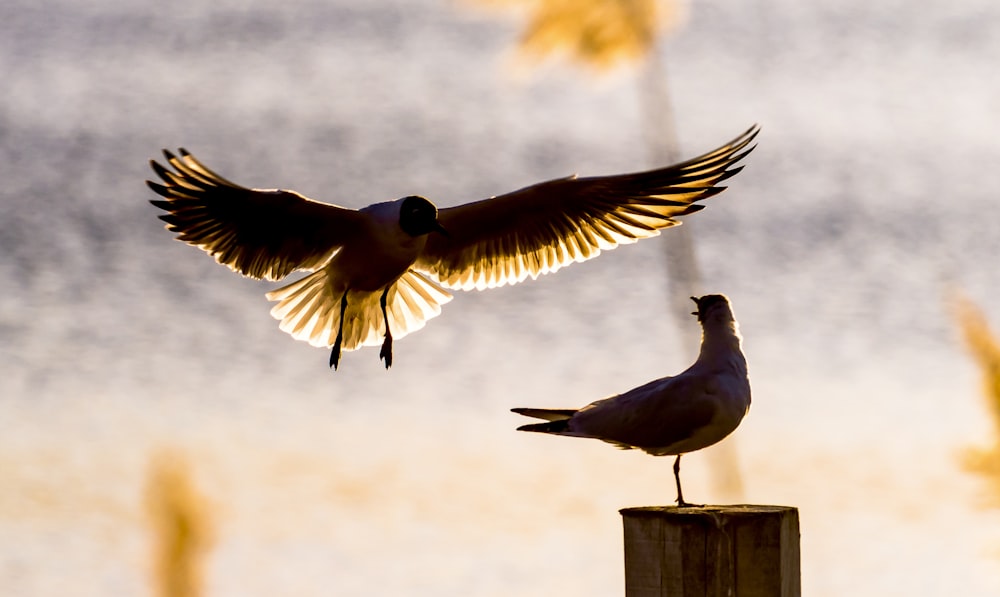 Vogel fliegt auf Vogel zu, der an Bord sitzt